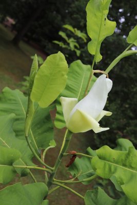 Magnolia hybr. Ashei - hybrid šácholanu velkolistého - květ